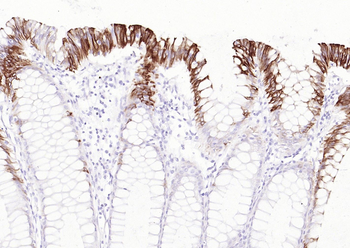 MUC-4 antibody