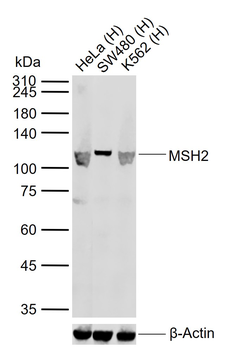 MSH2 antibody