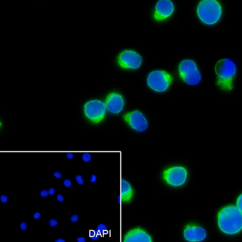 CD3G antibody