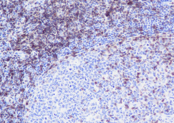 CD3G antibody