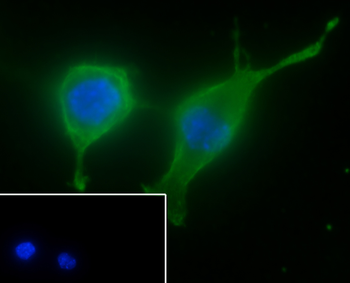 BMP6 antibody