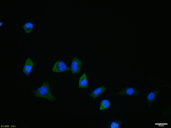 BMP6 antibody