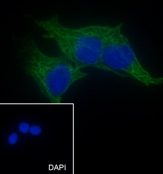 CYP11A1 antibody