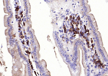 JCHAIN antibody