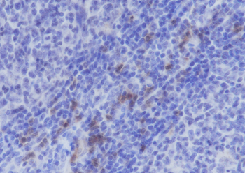 ITGAE/CD103 antibody