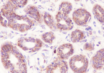 EIF2S1 antibody