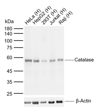 Catalase antibody