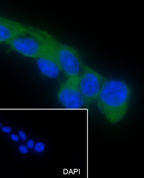 CNPase antibody