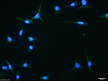 CNPase antibody