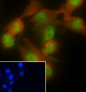 NRF1 antibody