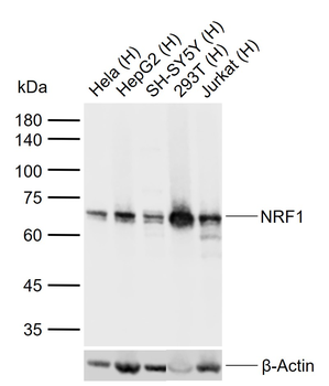 NRF1 antibody