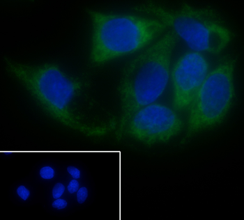 FIS1 antibody