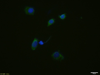 FIS1 antibody