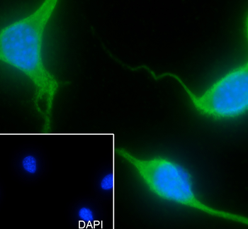 RPSA antibody