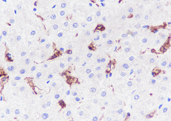 SIGLEC1 antibody