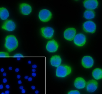 CD74 antibody