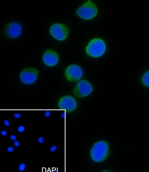 CD11a antibody