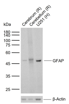 GFAP antibody