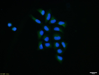 TRX antibody