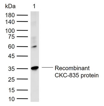 TRX antibody