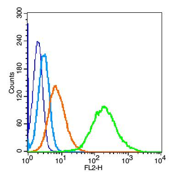 Vimentin antibody