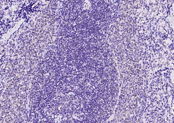 GAPDH antibody