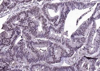 GAPDH antibody