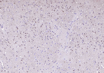 GAPDH antibody