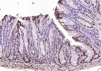 GAPDH antibody