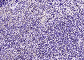 GAPDH antibody