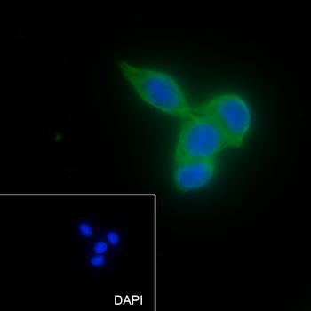 FAF2 antibody