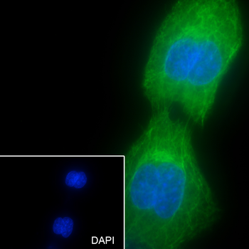 Keratin 15 antibody