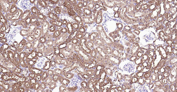 ALDH1L1 antibody