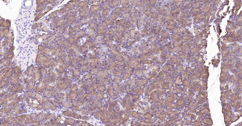 ALDH1L1 antibody