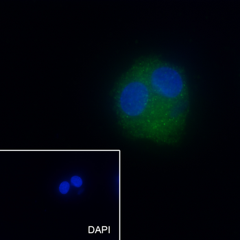 ALDH1L1 antibody