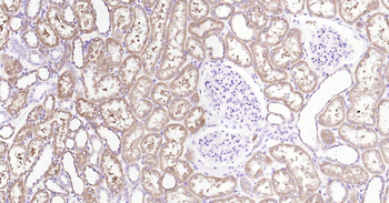 ALDH1L1 antibody