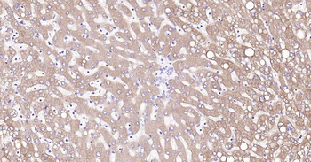 ALDH1L1 antibody