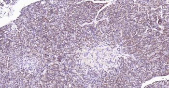 ALDH1L1 antibody