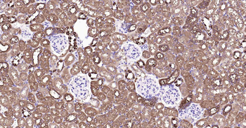 ALDH1L1 antibody