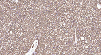 ALDH1L1 antibody