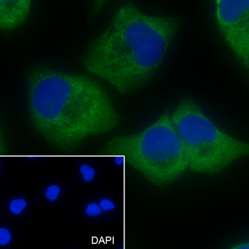 BCLG antibody