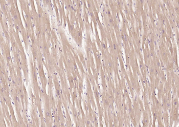 MFN1 antibody