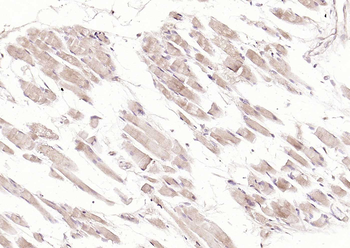 MFN1 antibody