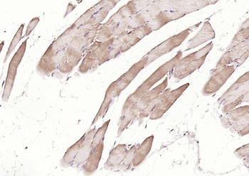 MFN1 antibody