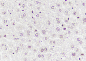 SBDS antibody