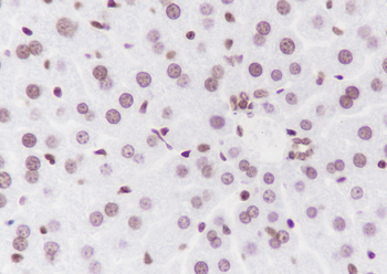 Mono-Methyl-Histone H3 (Lys4) antibody