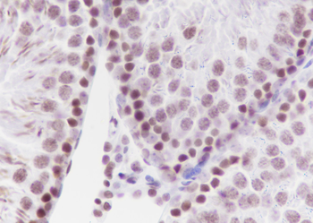 Mono-Methyl-Histone H3 (Lys4) antibody