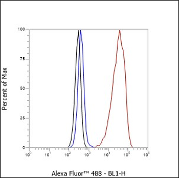 SF1 antibody