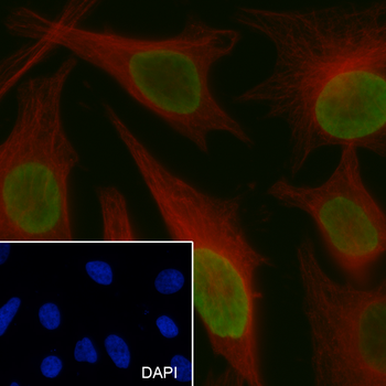 Di-Methyl-Histone H3 (Lys79) antibody