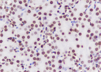 Di-Methyl-Histone H3 (Lys79) antibody